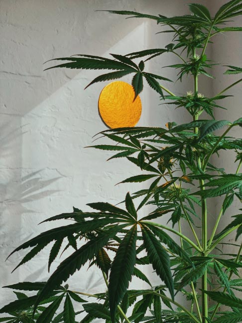 CBD santé